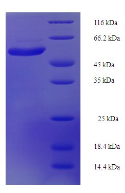 IL22RA1 / IL22R Protein