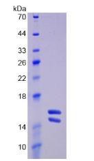 IL23 Protein - Recombinant Interleukin 23 By SDS-PAGE