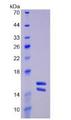 IL23 Protein - Recombinant Interleukin 23 By SDS-PAGE