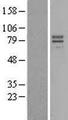 IL23R Protein - Western validation with an anti-DDK antibody * L: Control HEK293 lysate R: Over-expression lysate
