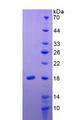 IL24 Protein - Active Interleukin 24 (IL24) by SDS-PAGE
