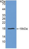 IL24 Protein - Active Interleukin 24 (IL24) by WB