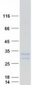 IL24 Protein - Purified recombinant protein IL24 was analyzed by SDS-PAGE gel and Coomassie Blue Staining