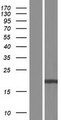IL25 / IL17E Protein - Western validation with an anti-DDK antibody * L: Control HEK293 lysate R: Over-expression lysate
