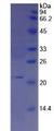 IL25 / IL17E Protein - Active Interleukin 25 (IL25) by SDS-PAGE