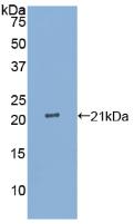 IL25 / IL17E Protein - Active Interleukin 25 (IL25) by WB