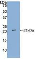 IL25 / IL17E Protein - Active Interleukin 25 (IL25) by WB