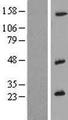 IL26 Protein - Western validation with an anti-DDK antibody * L: Control HEK293 lysate R: Over-expression lysate