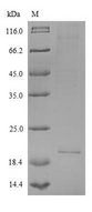 IL26 Protein - (Tris-Glycine gel) Discontinuous SDS-PAGE (reduced) with 5% enrichment gel and 15% separation gel.