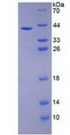 IL26 Protein - Recombinant Interleukin 26 (IL26) by SDS-PAGE