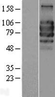 IL27RA Protein - Western validation with an anti-DDK antibody * L: Control HEK293 lysate R: Over-expression lysate