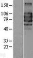 IL27RA Protein - Western validation with an anti-DDK antibody * L: Control HEK293 lysate R: Over-expression lysate