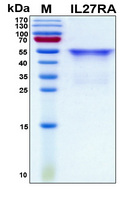 IL27RA Protein