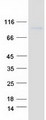 IL27RA Protein - Purified recombinant protein IL27RA was analyzed by SDS-PAGE gel and Coomassie Blue Staining