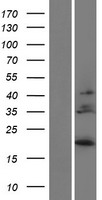 IL28B Protein - Western validation with an anti-DDK antibody * L: Control HEK293 lysate R: Over-expression lysate