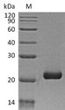 IL28B Protein - (Tris-Glycine gel) Discontinuous SDS-PAGE (reduced) with 5% enrichment gel and 15% separation gel.