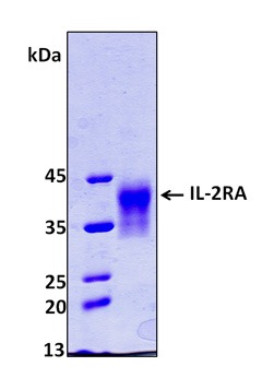 IL2RA / CD25 Protein