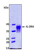 IL2RA / CD25 Protein
