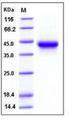 IL2RA / CD25 Protein