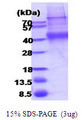IL2RG / CD132 Protein