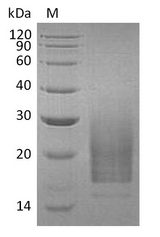 IL3 Protein - (Tris-Glycine gel) Discontinuous SDS-PAGE (reduced) with 5% enrichment gel and 15% separation gel.