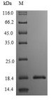 IL3 Protein - (Tris-Glycine gel) Discontinuous SDS-PAGE (reduced) with 5% enrichment gel and 15% separation gel.