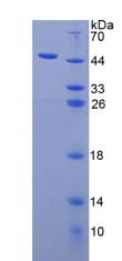 IL3 Protein - Recombinant  Interleukin 3 By SDS-PAGE