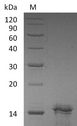 IL31 Protein - (Tris-Glycine gel) Discontinuous SDS-PAGE (reduced) with 5% enrichment gel and 15% separation gel.