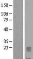 IL32 Protein - Western validation with an anti-DDK antibody * L: Control HEK293 lysate R: Over-expression lysate