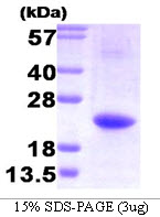 IL32 Protein
