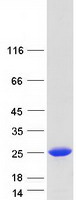 IL32 Protein - Purified recombinant protein IL32 was analyzed by SDS-PAGE gel and Coomassie Blue Staining