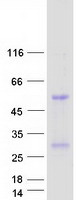 IL32 Protein - Purified recombinant protein IL32 was analyzed by SDS-PAGE gel and Coomassie Blue Staining