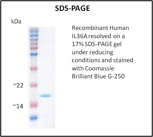 IL36A Protein