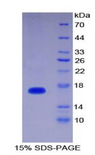 IL36RN / IL1F5 Protein