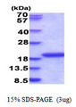 IL36RN / IL1F5 Protein