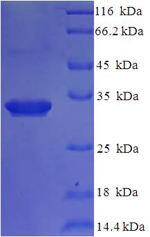 IL36RN / IL1F5 Protein