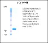 IL36RN / IL1F5 Protein