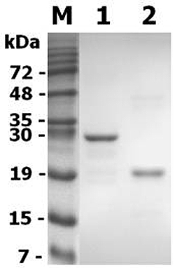 IL37 Protein - SDS Page of full-length and truncated IL-37 (human). Lane 1: IL-37 (human) (rec.) (His) Lane 2: IL-37 (aa 46-218) (human) (rec.) (His) (Prod. No. AG-40A-0190)