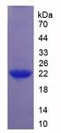 IL37 Protein - Recombinant Interleukin 1 Zeta By SDS-PAGE