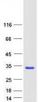 IL37 Protein - Purified recombinant protein IL37 was analyzed by SDS-PAGE gel and Coomassie Blue Staining