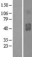 IL3RA / CD123 Protein - Western validation with an anti-DDK antibody * L: Control HEK293 lysate R: Over-expression lysate
