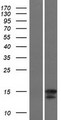 IL4 Protein - Western validation with an anti-DDK antibody * L: Control HEK293 lysate R: Over-expression lysate
