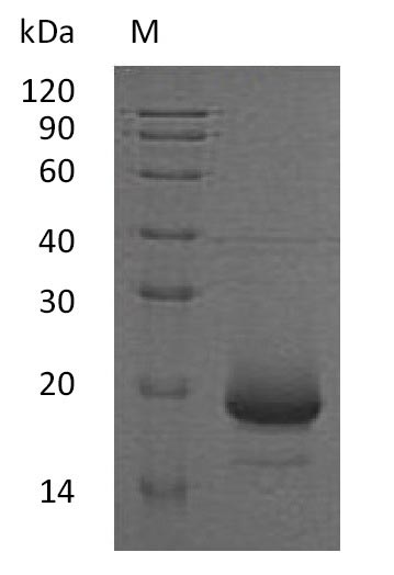 IL4 Protein - (Tris-Glycine gel) Discontinuous SDS-PAGE (reduced) with 5% enrichment gel and 15% separation gel.