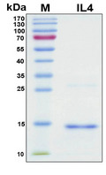 IL4 Protein - SDS-PAGE under reducing conditions and visualized by Coomassie blue staining
