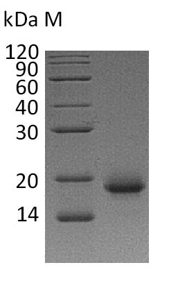 IL4 Protein - (Tris-Glycine gel) Discontinuous SDS-PAGE (reduced) with 5% enrichment gel and 15% separation gel.