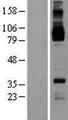 IL4R / CD124 Protein - Western validation with an anti-DDK antibody * L: Control HEK293 lysate R: Over-expression lysate