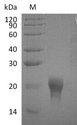 IL5 Protein - (Tris-Glycine gel) Discontinuous SDS-PAGE (reduced) with 5% enrichment gel and 15% separation gel.