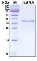 IL5RA / CD125 Protein