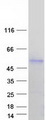 IL5RA / CD125 Protein - Purified recombinant protein IL5RA was analyzed by SDS-PAGE gel and Coomassie Blue Staining