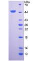 IL6 / Interleukin 6 Protein - Active Interleukin 6 (IL6) by SDS-PAGE